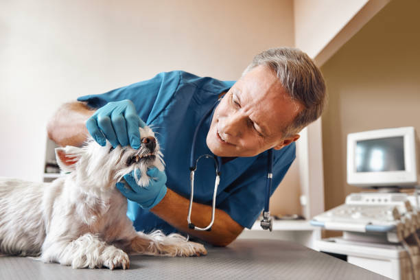 Best Emergency Tooth Extraction  in Loudonville, OH
